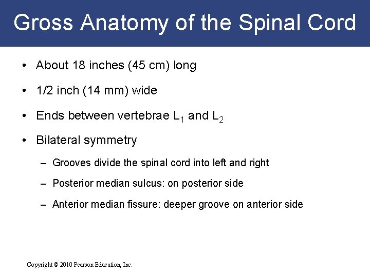 Gross Anatomy of the Spinal Cord • About 18 inches (45 cm) long •