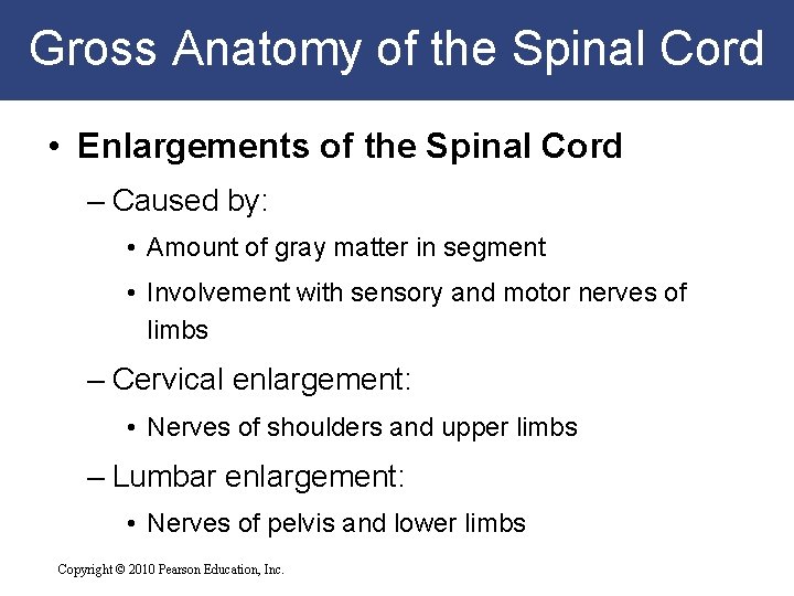 Gross Anatomy of the Spinal Cord • Enlargements of the Spinal Cord – Caused