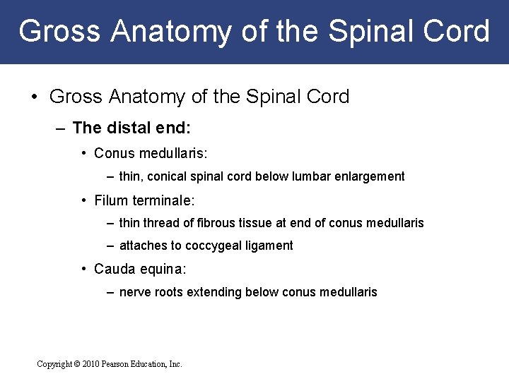 Gross Anatomy of the Spinal Cord • Gross Anatomy of the Spinal Cord –