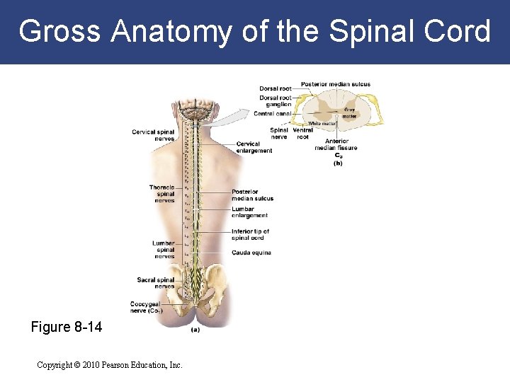 Gross Anatomy of the Spinal Cord Figure 8 -14 Copyright © 2010 Pearson Education,