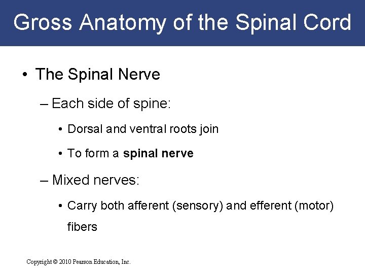 Gross Anatomy of the Spinal Cord • The Spinal Nerve – Each side of