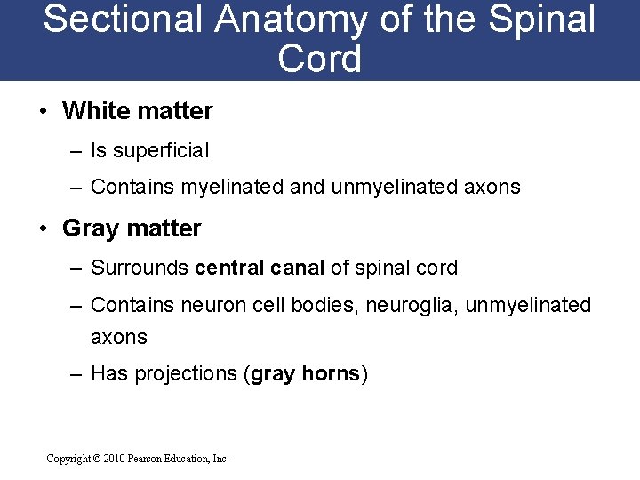 Sectional Anatomy of the Spinal Cord • White matter – Is superficial – Contains