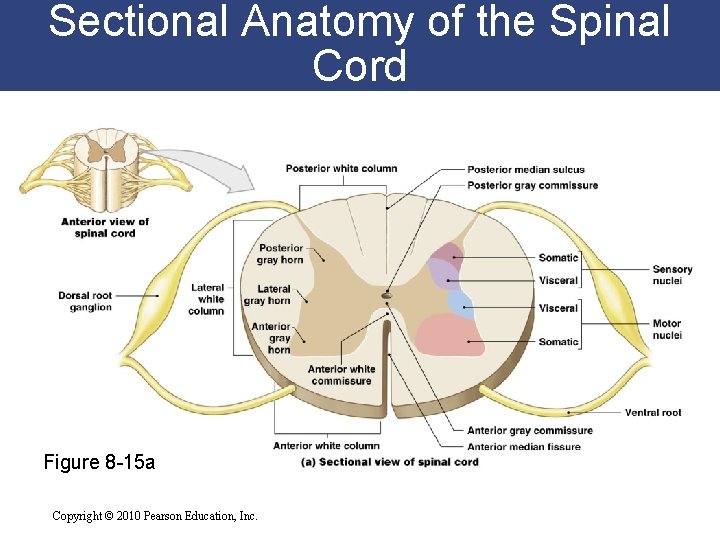 Sectional Anatomy of the Spinal Cord Figure 8 -15 a Copyright © 2010 Pearson