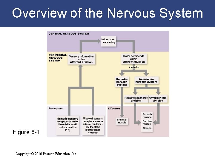 Overview of the Nervous System Figure 8 -1 Copyright © 2010 Pearson Education, Inc.