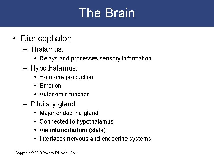 The Brain • Diencephalon – Thalamus: • Relays and processes sensory information – Hypothalamus: