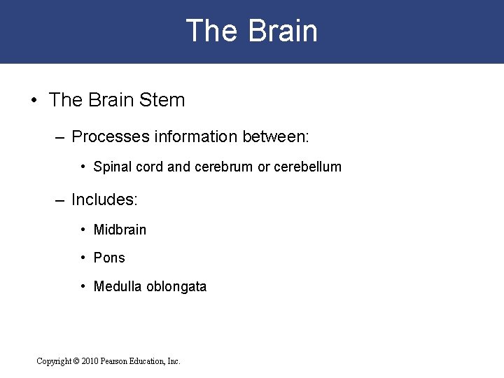 The Brain • The Brain Stem – Processes information between: • Spinal cord and