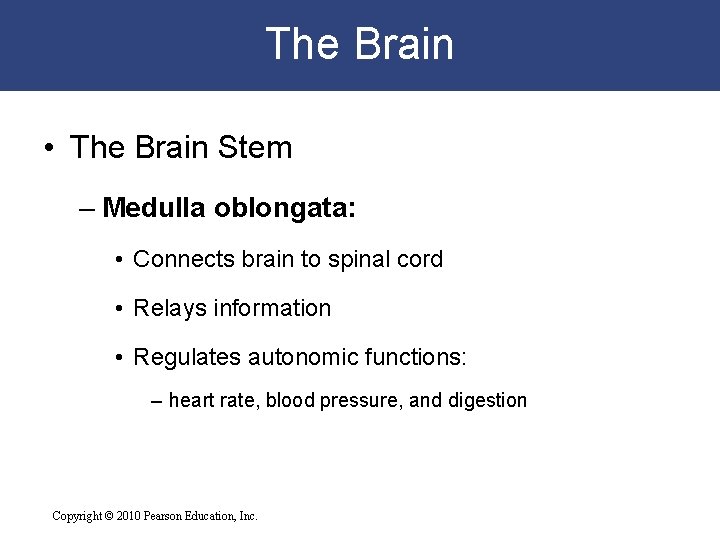 The Brain • The Brain Stem – Medulla oblongata: • Connects brain to spinal