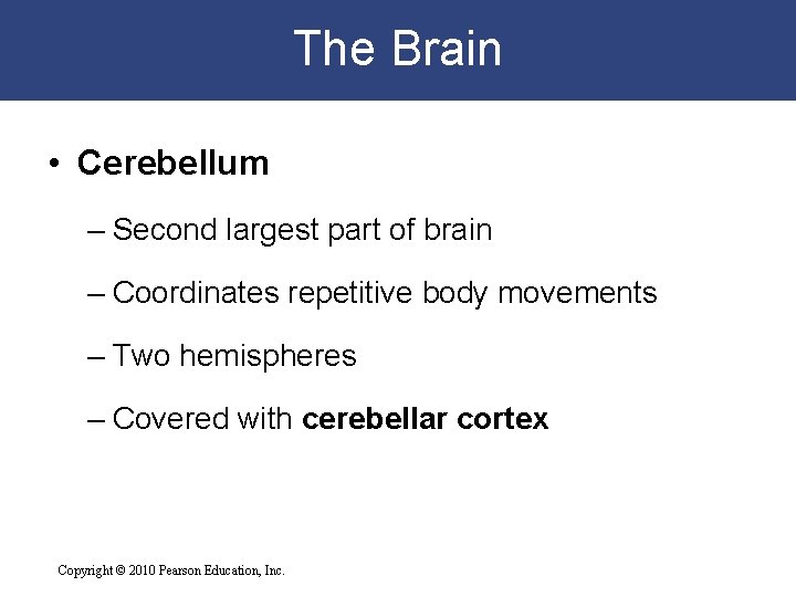 The Brain • Cerebellum – Second largest part of brain – Coordinates repetitive body