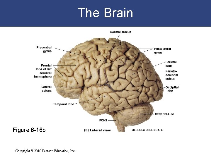 The Brain Figure 8 -16 b Copyright © 2010 Pearson Education, Inc. 