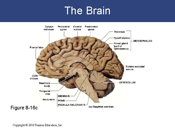 The Brain Figure 8 -16 c Copyright © 2010 Pearson Education, Inc. 