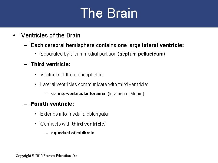 The Brain • Ventricles of the Brain – Each cerebral hemisphere contains one large