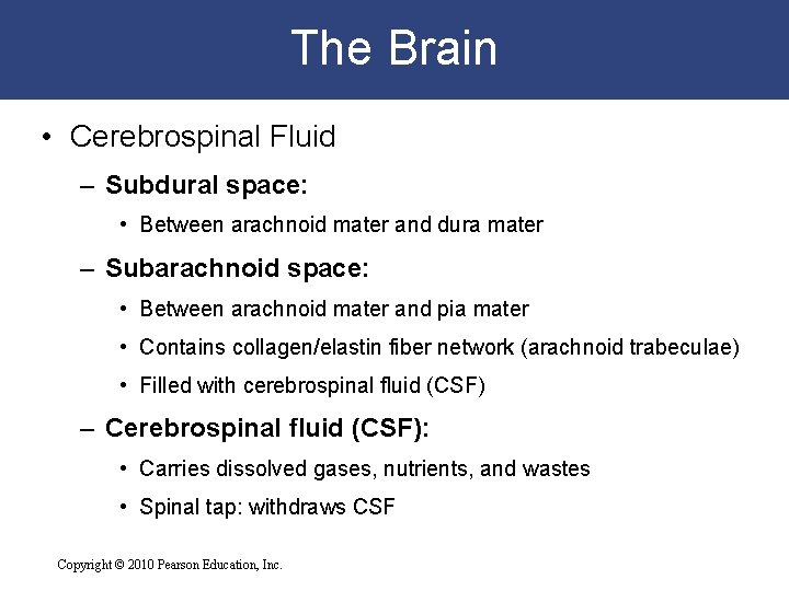 The Brain • Cerebrospinal Fluid – Subdural space: • Between arachnoid mater and dura