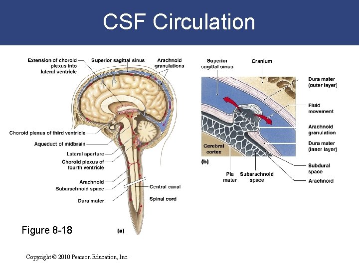 CSF Circulation Figure 8 -18 Copyright © 2010 Pearson Education, Inc. 