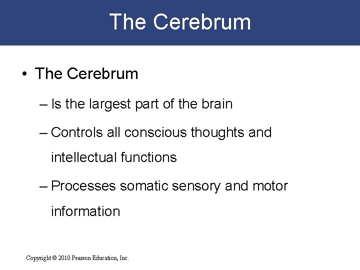 The Cerebrum • The Cerebrum – Is the largest part of the brain –