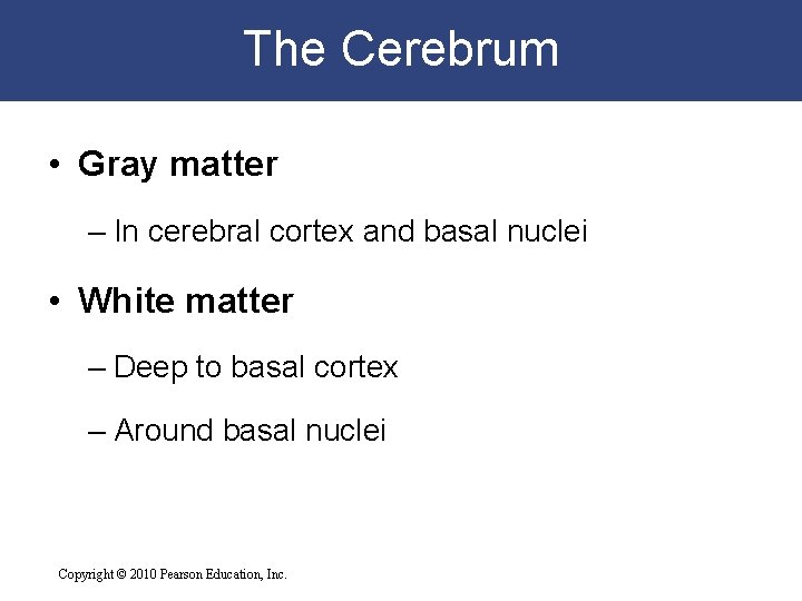 The Cerebrum • Gray matter – In cerebral cortex and basal nuclei • White