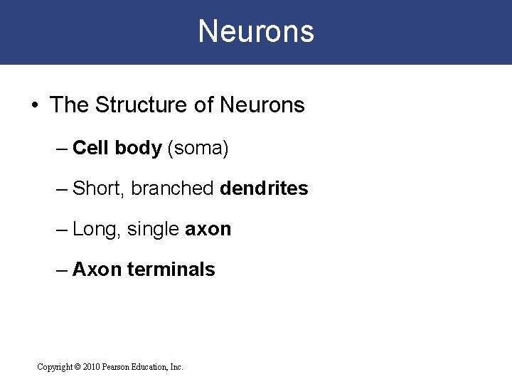 Neurons • The Structure of Neurons – Cell body (soma) – Short, branched dendrites