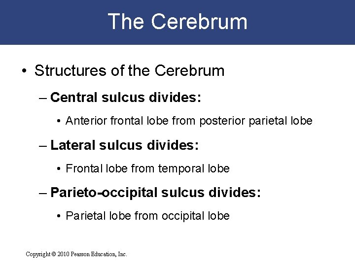 The Cerebrum • Structures of the Cerebrum – Central sulcus divides: • Anterior frontal