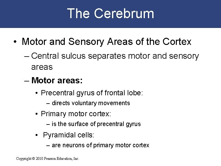 The Cerebrum • Motor and Sensory Areas of the Cortex – Central sulcus separates