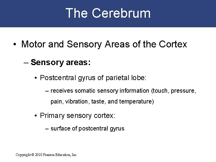 The Cerebrum • Motor and Sensory Areas of the Cortex – Sensory areas: •