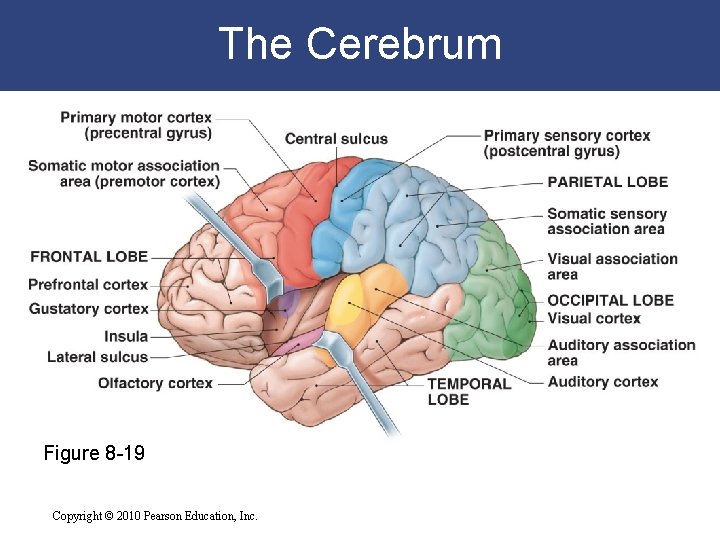 The Cerebrum Figure 8 -19 Copyright © 2010 Pearson Education, Inc. 