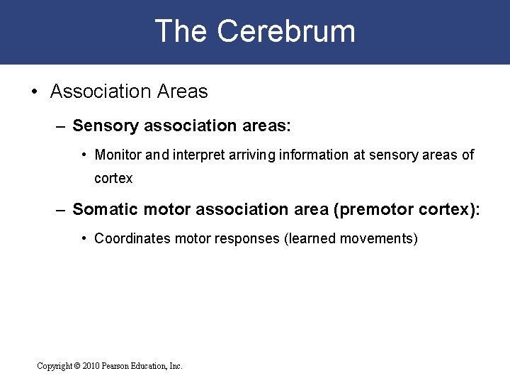 The Cerebrum • Association Areas – Sensory association areas: • Monitor and interpret arriving