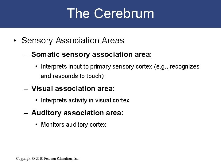 The Cerebrum • Sensory Association Areas – Somatic sensory association area: • Interprets input