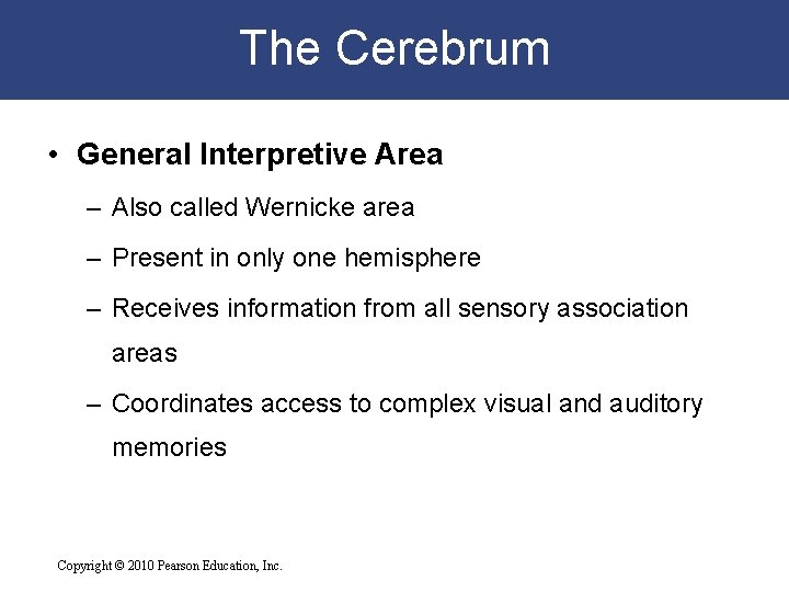 The Cerebrum • General Interpretive Area – Also called Wernicke area – Present in