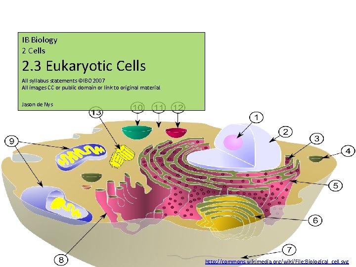 IB Biology 2 Cells 2. 3 Eukaryotic Cells All syllabus statements ©IBO 2007 All