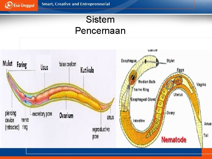 Sistem Pencernaan 