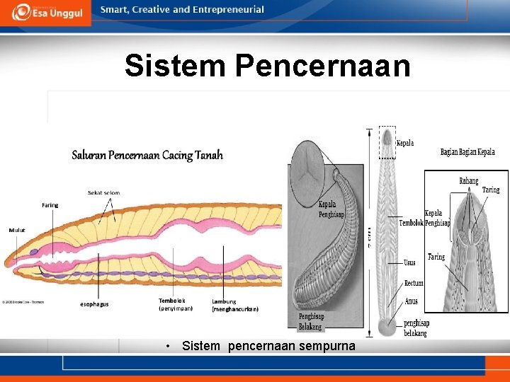 Sistem Pencernaan • Sistem pencernaan sempurna 