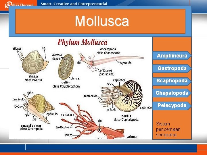 Mollusca Amphineura Gastropoda Scaphopoda Chepalopoda Pelecypoda Sistem pencernaan sempurna 