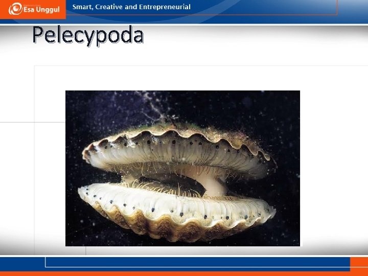 Pelecypoda 