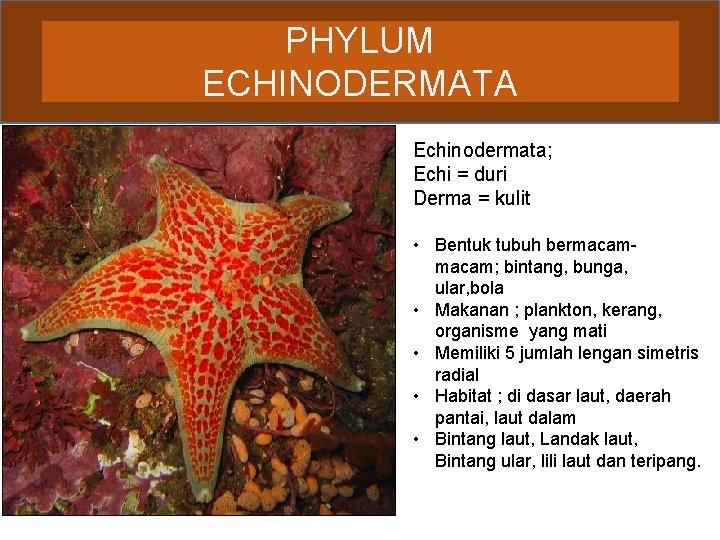 PHYLUM ECHINODERMATA Echinodermata; Echi = duri Derma = kulit • Bentuk tubuh bermacam; bintang,