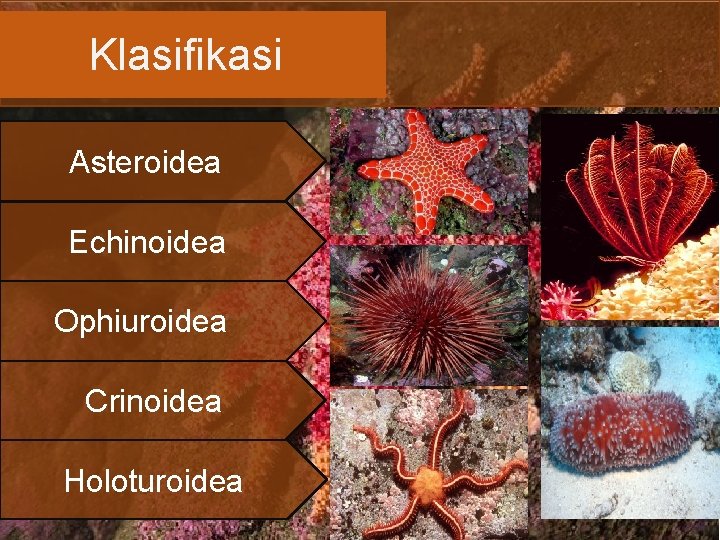 Klasifikasi Asteroidea Echinoidea Ophiuroidea Crinoidea Holoturoidea 