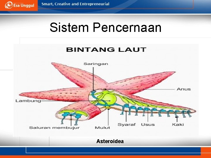 Sistem Pencernaan Asteroidea 