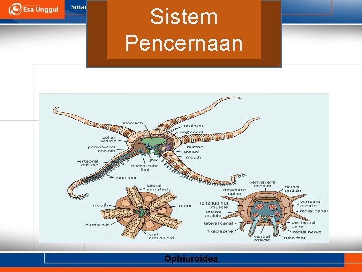 Sistem c Pencernaan Ophiuroidea 