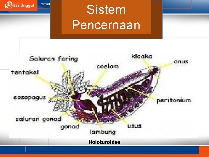 Sistem c Pencernaan Holoturoidea 