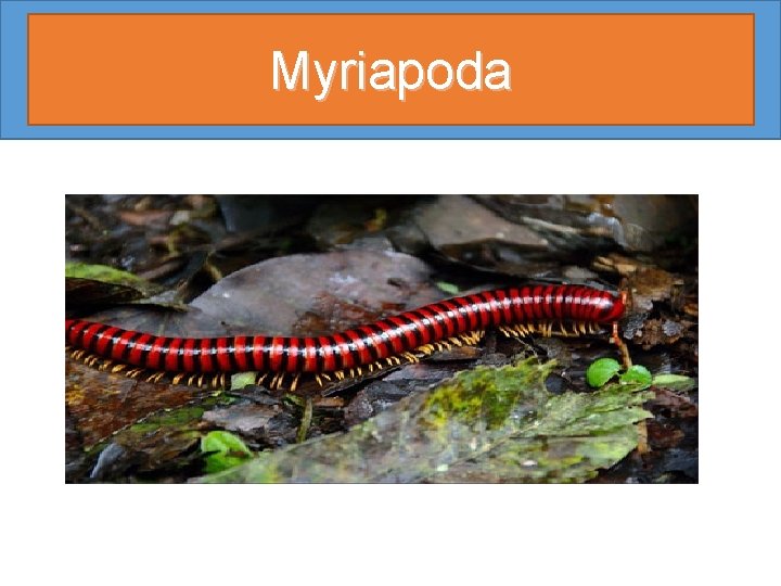 Myriapoda 
