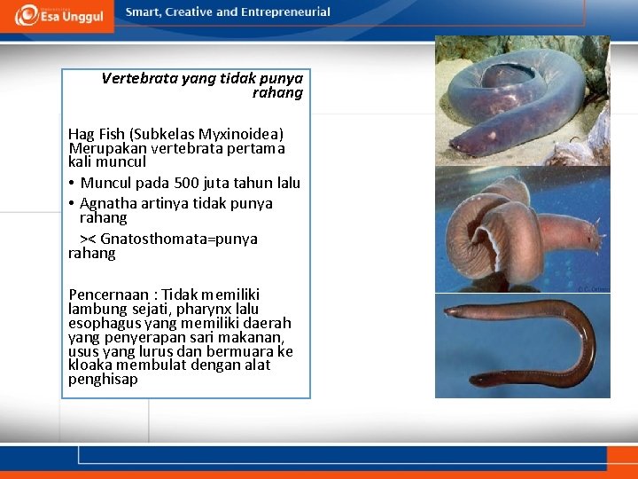 Vertebrata yang tidak punya rahang Hag Fish (Subkelas Myxinoidea) Merupakan vertebrata pertama kali muncul