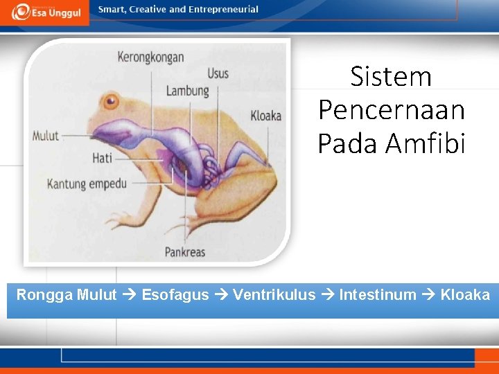 Sistem Pencernaan Pada Amfibi Rongga Mulut Esofagus Ventrikulus Intestinum Kloaka 