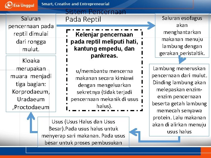 Saluran pencernaan pada reptil dimulai dari rongga mulut. Kloaka merupakan muara menjadi tiga bagian: