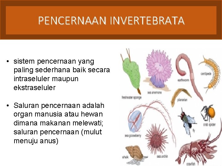 PENCERNAAN INVERTEBRATA • sistem pencernaan yang paling sederhana baik secara intraseluler maupun ekstraseluler •