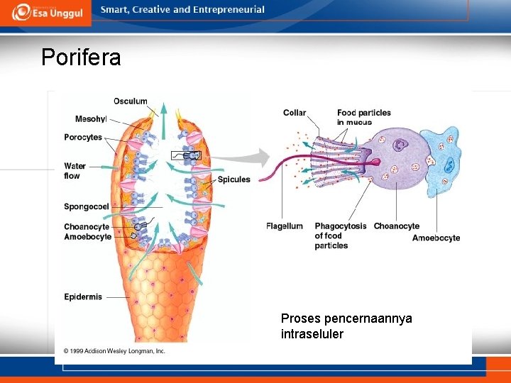 Porifera Proses pencernaannya intraseluler 