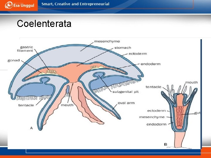 Coelenterata 