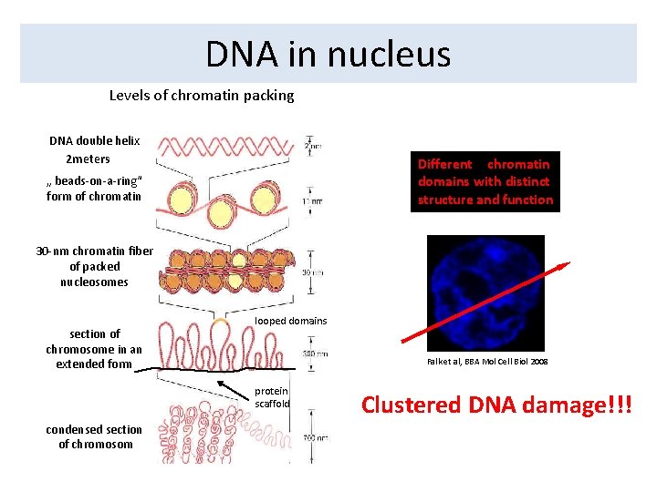 DNA in nucleus Levels of chromatin packing DNA double helix 2 meters Different chromatin