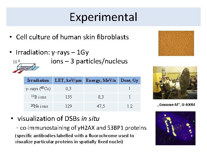 Experimental • Cell culture of human skin fibroblasts • Irradiation: γ-rays – 1 Gy