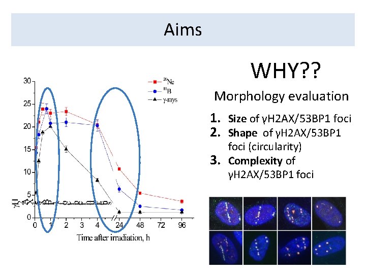 Aims WHY? ? Morphology evaluation 1. Size of γH 2 AX/53 BP 1 foci