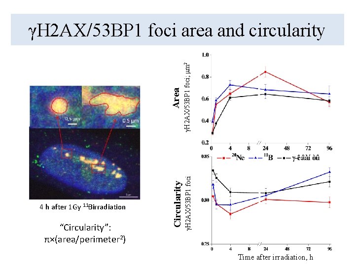 γH 2 AX/53 BP 1 foci; μm 2 γH 2 AX/53 BP 1 foci