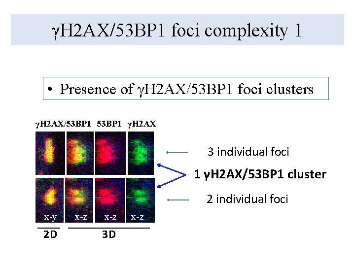 γH 2 AX/53 BP 1 foci complexity 1 • Presence of γH 2 AX/53