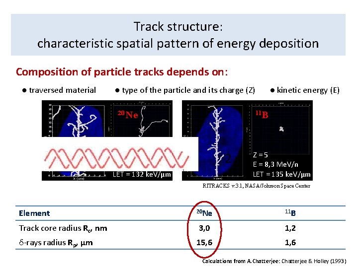 Track structure: characteristic spatial pattern of energy deposition Composition of particle tracks depends on: